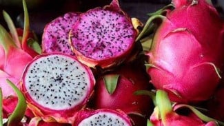 Buah Naga Merah dan Putih, Apa Bedanya? Kenali Manfaat Vitamin hingga Cara Olahnya