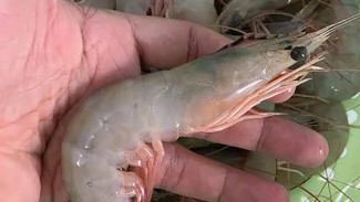 Mengenal 5 Manfaat Udang Kelong bagi Kesehatan, Si Besar yang Kaya Nutrisi