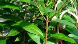 Daun Salam: Tanaman Rumahan yang Menghidupkan Rasa Masakan