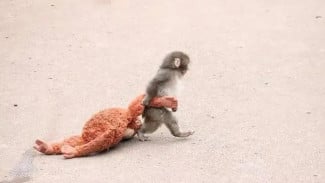 Kisah Dibalik Bayi Monyet Punch dan 