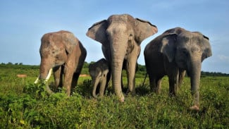Sejarah Pendirian Konservasi Gajah Way Kambas