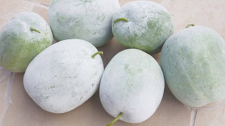 Aia Kundua, Warisan Minuman Tradisional Minangkabau yang Kaya Khasiat