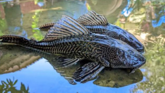 Kenali Ciri Makanan Olahan Berbahan Ikan Sapu-sapu dan Bahaya Tersembunyinya