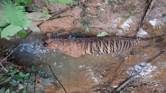 Penertiban Tak Tuntas di Bentang Seblat, Gajah dan Harimau Sumatera Mati Sia-Sia
