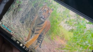 Ketika Tekanan Habitat Menggiring Harimau Masuk ke Ruang Hidup Warga di Matur Kabupaten Agam
