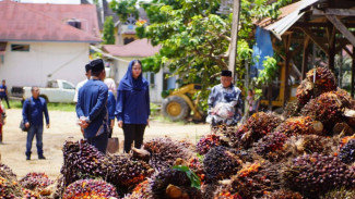 Harga TBS Sawit Anjlok Tak Wajar, Bupati Dharmasraya Keluarkan Himbauan Tegas ke Seluruh PKS