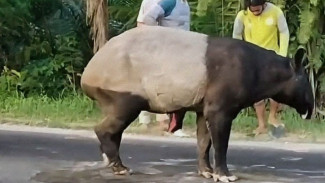 Tragis! Tapir yang Sempat Duduk di Tengah Jalan Mesuji Lampung Berakhir Disembelih Warga