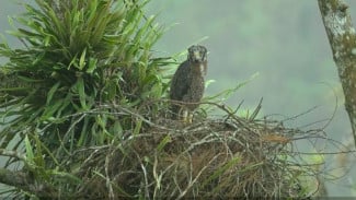 Taman Kehati Tirta Investama Jadi Koridor Migrasi Penting Avifauna di Tanah Minang
