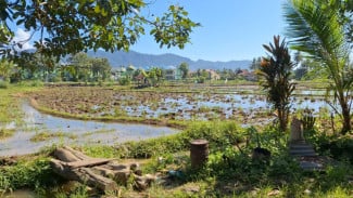 Tanah Pusako Tinggi dalam Adat Minangkabau, Warisan Kaum yang Hanya Boleh Digadaikan dalam Keadaan Darurat