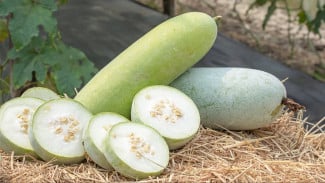 Buah Kundur untuk Program Hamil, Kaya Air dan Nutrisi yang Bisa Jadi Bagian Pola Makan Sehat