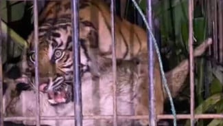 Mangsa Kambing Warga, Harimau Sumatra di Agam Akhirnya Masuk Kandang Jebak BKSDA Sumbar