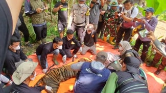 BKSDA Berhasil Evakuasi Harimau Sumatra yang Masuk Perangkap Dekat Permukiman di Agam