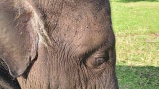 BKSDA Aceh Ungkap Dugaan Kematian Anak Gajah Yuna karena Virus EEHV