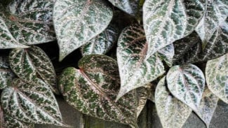 Daun Sirih Merah, Tanaman Herbal yang Kaya Senyawa Alami dan Banyak Dimanfaatkan