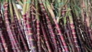 Tebu Udang, Tebu Merah yang Disebut Ubek Kampuang dan Masih Dipercaya Masyarakat