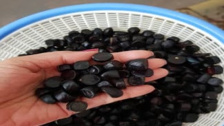Kabau, Si Jolang-Jaling yang Jadi Alternatif Jengkol dan Petai
