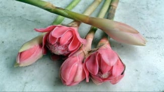 Bunga Kecombrang Kaya Antioksidan, Ini Manfaat dan Cara Mengolahnya