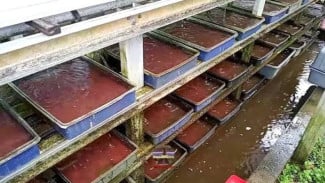 Cacing Sutra, Pakan Alami Kaya Protein yang Jadi Andalan Pembudidaya Ikan