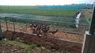 Teknik Umbaran Ayam, Cara Sederhana Memelihara Unggas Lebih Aktif dan Sehat