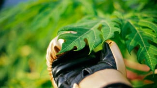 Tips Mudah Menghilangkan Rasa Pahit Daun Pepaya Dijamin Berhasil
