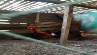 Ayam Barugo, Si Eksotis dari Sumatra yang Memikat Pecinta Ayam Hias