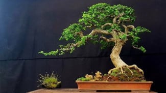 Bonsai, Tanaman Hias Unik yang Bikin Rumah Lebih Estetik dan Menawan