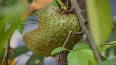 img_title