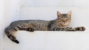 img_title