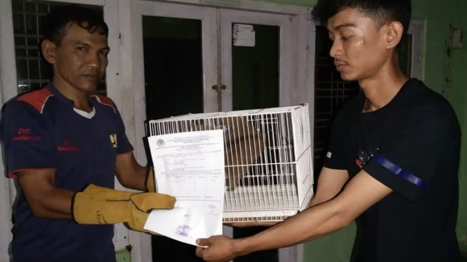Satwa kukang diserahkan ke BKSDA Sumatra Barat. Foto/doc BKSDA