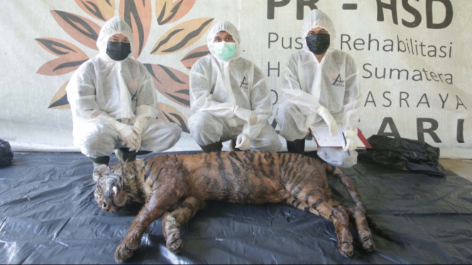 Harimau Puti Maua dalam kondisi mati. Sumber Foto/Doc. PRHSD ARSARI