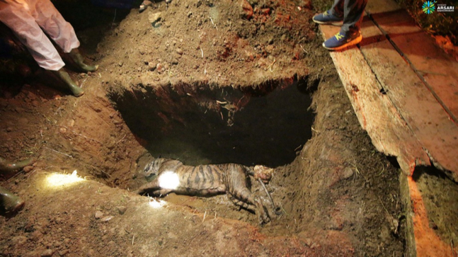 Proses penguburan harimau Puti Maua. Sumber Foto/Doc. PRHSD ARSARI