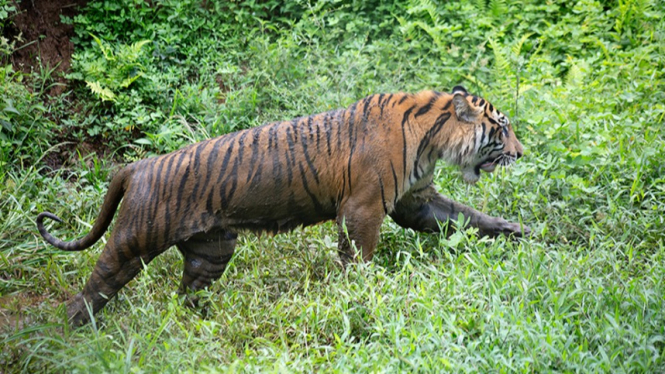 Ilustrasi Harimau Sumatra. Foto/Andri Mardiansyah