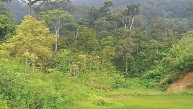 Kawasan hutan di Sumatera Barat. Foto/Dishut