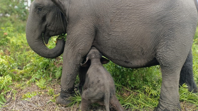 Bayi gajah yang lagi di PLG Padang Sugihan