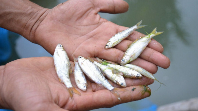 Ikan bilih endemik Danau Singkarak