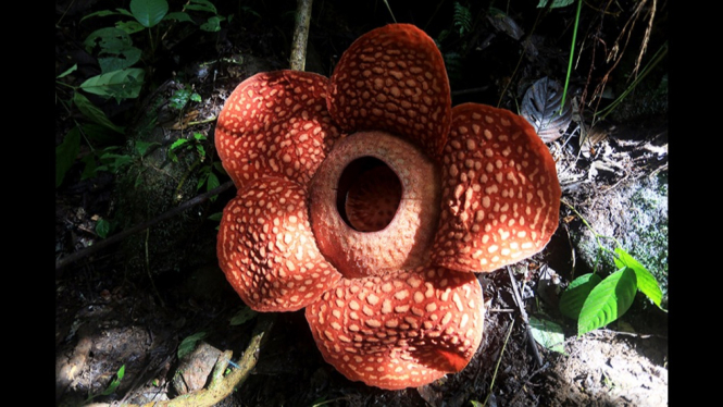 Rafflesia Tuan Mudae Di Cagar Alam Maninjau
