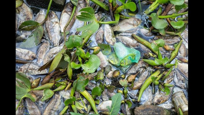 Ribuan Ikan KJA Danau Maninjau Mati