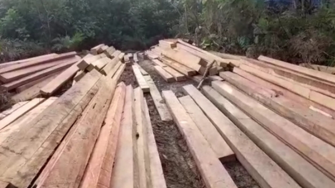Tumpukan kayu diduga hasil pembalakan liar
