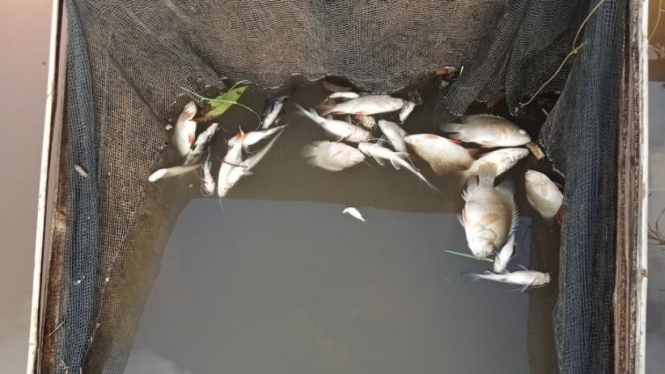 Ribuan ikan mati di sungai Batang Tebang Desa Cempedak Kalbar