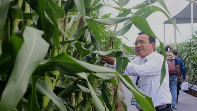 Tanaman jagung berusia 70 hari yang berasal dari benih jagung Hibrida bioteknologi