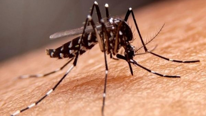 Ilustrasi Nyamuk Dengue