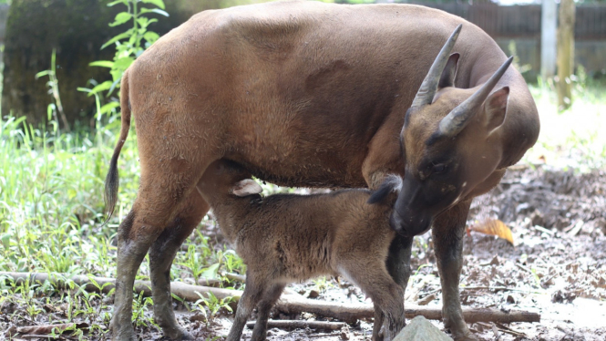 Induk dan Bayi Anoa Breeding Centre (ABC), Manado