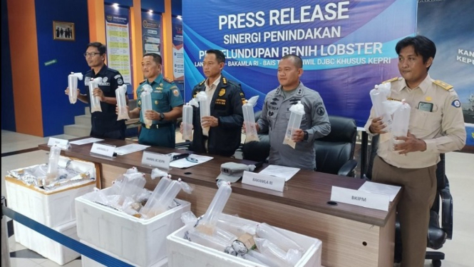Penyelundupan 19 M Benih Lobster ke Malaysia Digagalkan di Kepri