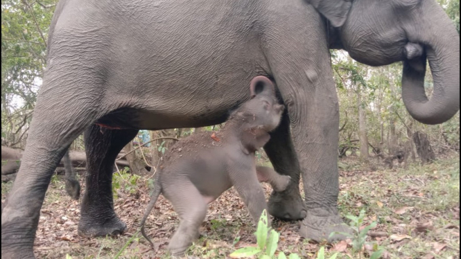 Bayi Gajah