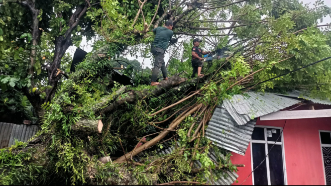 Petugas BPBD membersihkan pohon tumbang yang menimpa rumah warga