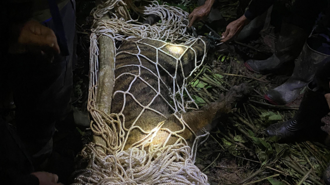 Evakuasi Harimau Sumatera Yang Mati di Kabupaten Agam