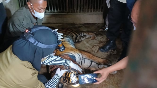 Harimau yang tertangkap di Solok telah sampai di TMSBK Bukittinggi