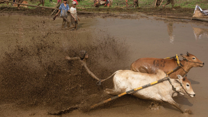 Pacu Jawi