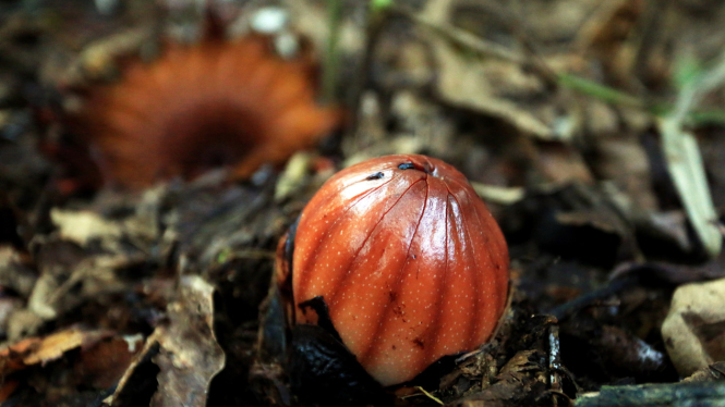 Rhizanthes lowii