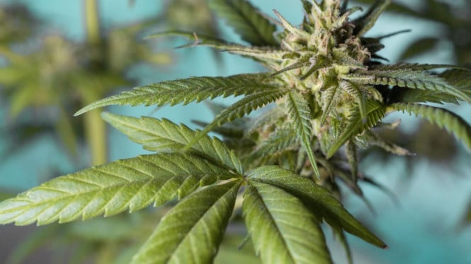 Daun Ganja